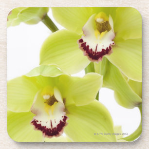 Posavasos Orquídea verde fresca - aislada en blanco