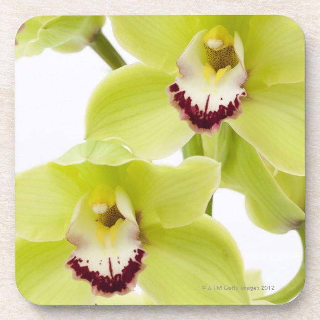 Posavasos Orquídea verde fresca - aislada en blanco (Frente)