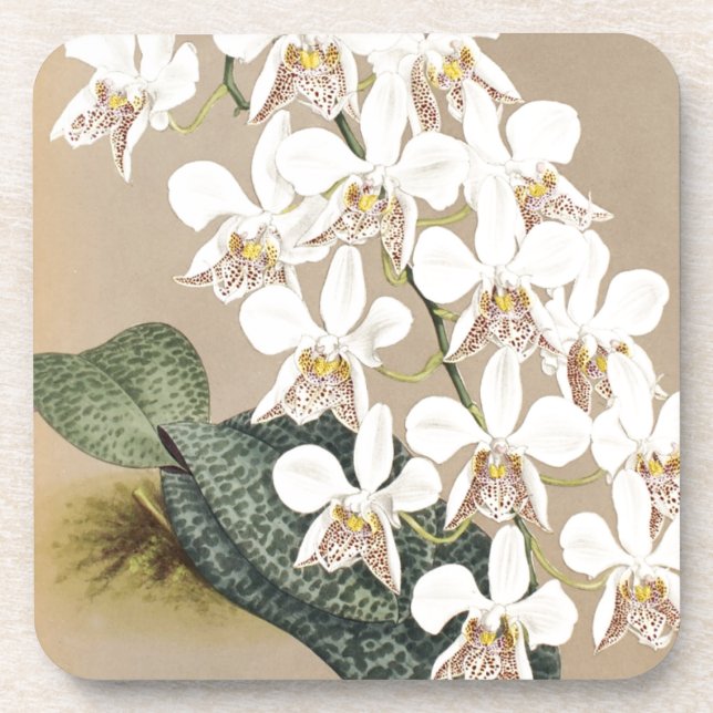 Posavasos Orquídeas (Frente)