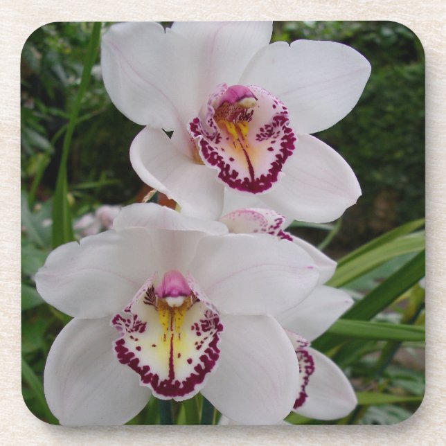 Posavasos Orquídeas Blancas Hermosas Flores Tropicales (Frente)