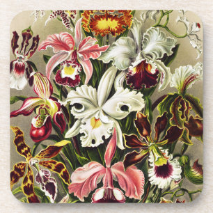 Posavasos Orquídeas Orchideae Denusblumen Ernst Haeckel