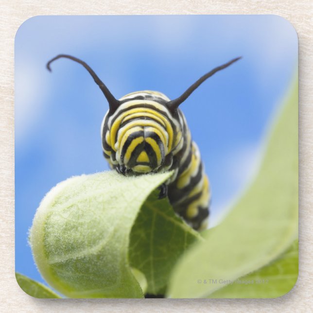 Posavasos Oruga negra y amarilla (Frente)