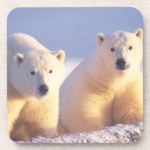 Posavasos Osa de oso polar con cría en el hielo del paquete
