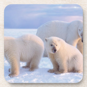 Posavasos Osa de oso polar con crías en el hielo a la orilla