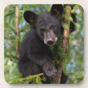Posavasos Osezno de oso negro jugando en árboles