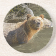 Oso Grizzly Salvaje En El Río Orford