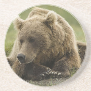 Posavasos Oso pardo, o oso grizzly costero, Ursus