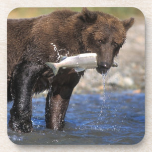 Posavasos Oso pardo, oso grizzly, con captura de salmón,