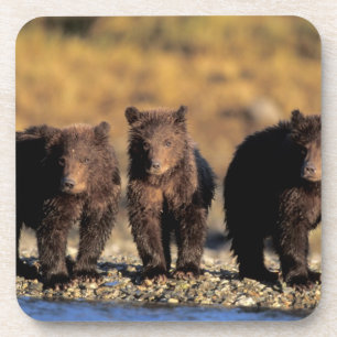 Posavasos Oso pardo, oso pardo, cachorros, Katmai National