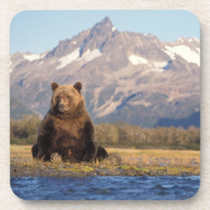 Posavasos oso pardo, Ursus arctos, oso grizzly, Ursus