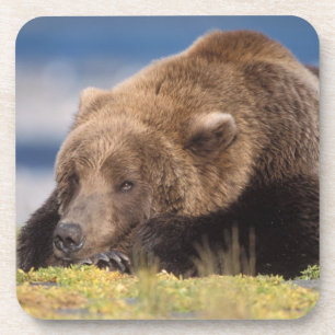 Posavasos oso pardo, Ursus arctos, oso grizzly, Ursus 8