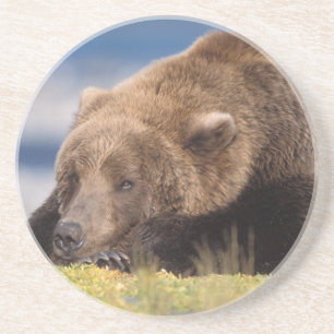 Posavasos oso pardo, Ursus arctos, oso grizzly, Ursus 8