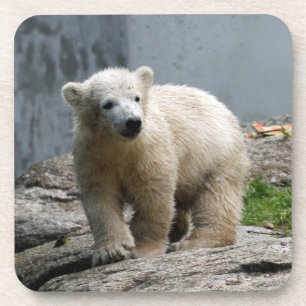 Posavasos Oso polar 010