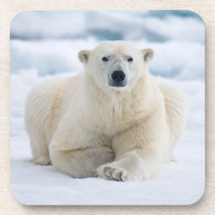 Posavasos Oso polar adulto en el hielo de verano