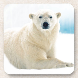 Posavasos Oso polar adulto gran jabalí en el hielo de verano
