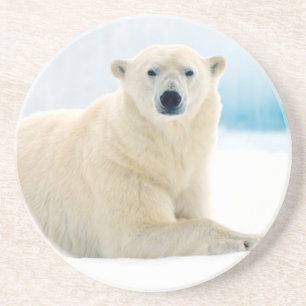 Posavasos Oso polar adulto gran verraco en el hielo de veran