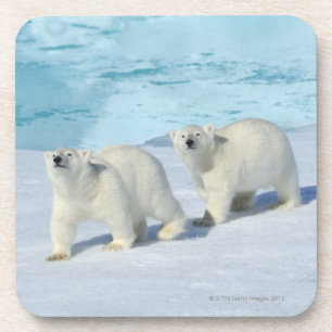 Posavasos Oso polar, dos tazas en el hielo de paquete, Ursus