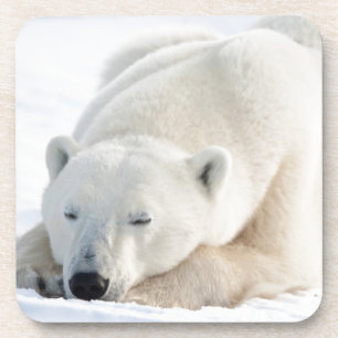 Posavasos Oso polar en invierno