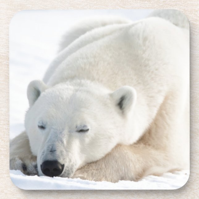 Posavasos Oso polar en invierno (Frente)