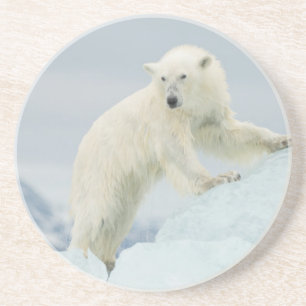 Posavasos Oso polar en verano