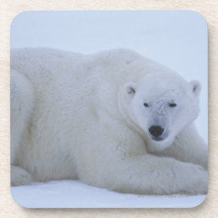 Posavasos Oso polar que descansa en nieve