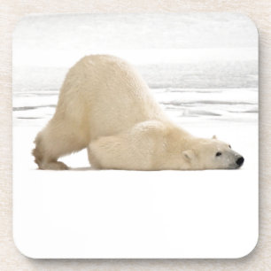Posavasos Oso polar rascándose en la tundra congelada