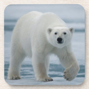 Posavasos Oso polar, Ursus Maritimus, adulto