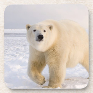 Posavasos oso polar, Ursus maritimus, en hielo y nieve, 2