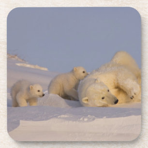 Posavasos oso polar, Ursus maritimus, hembra jugando