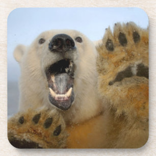 Posavasos oso polar, Ursus maritimus, mira con curiosidad