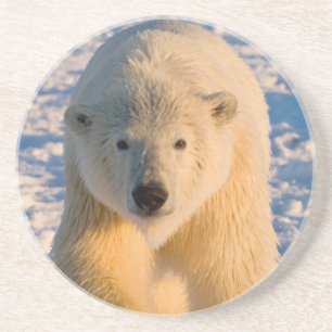 Posavasos oso polar, Ursus maritimus, oso polar en hielo