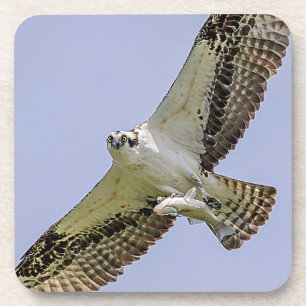 Posavasos Osprey con un pez
