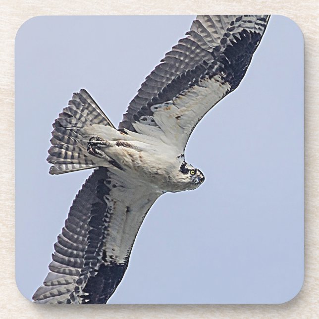 Posavasos Osprey en vuelo (Frente)