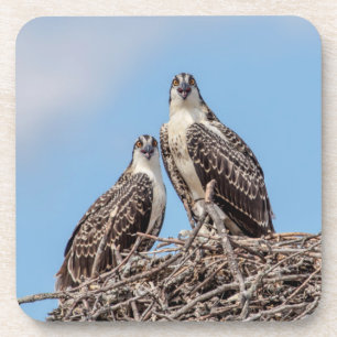 Posavasos Osprey juvenil en el nido