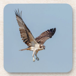 Posavasos Osprey juvenil en vuelo