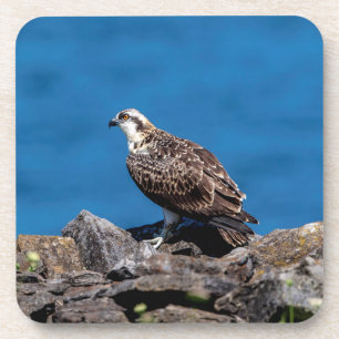 Posavasos Osprey sobre las rocas