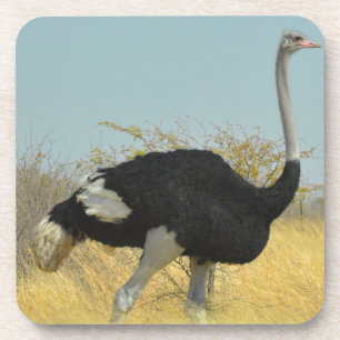 Posavasos Ostrige fuera a correr