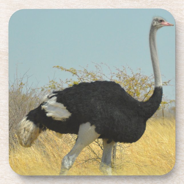 Posavasos Ostrige fuera a correr (Frente)