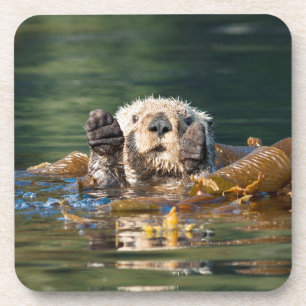 Posavasos Otter Sea Otter