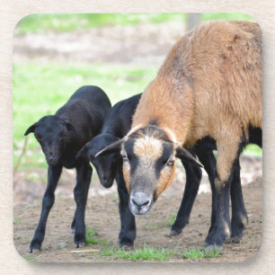 Posavasos Oveja en Camerún con corderos