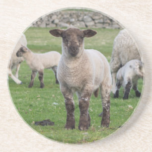 Posavasos Oveja Shetland