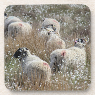 Posavasos Ovejas Swaledale en hierba de algodón en Northhumb