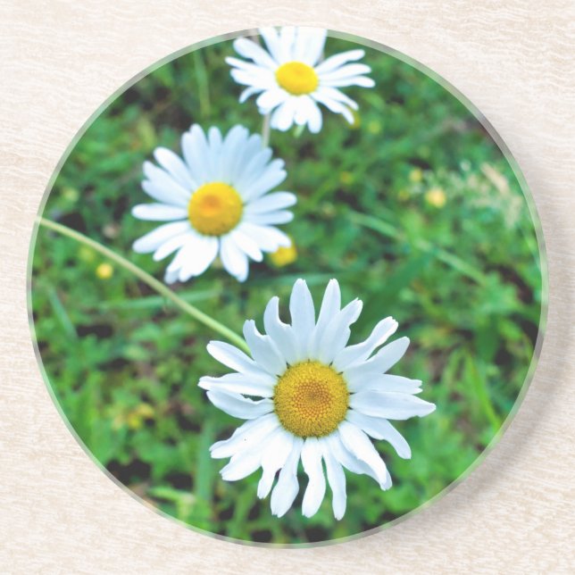 Posavasos Ox-Eye Daisies (Frente)