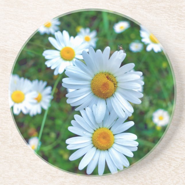 Posavasos Ox-Eye Daisies (Frente)