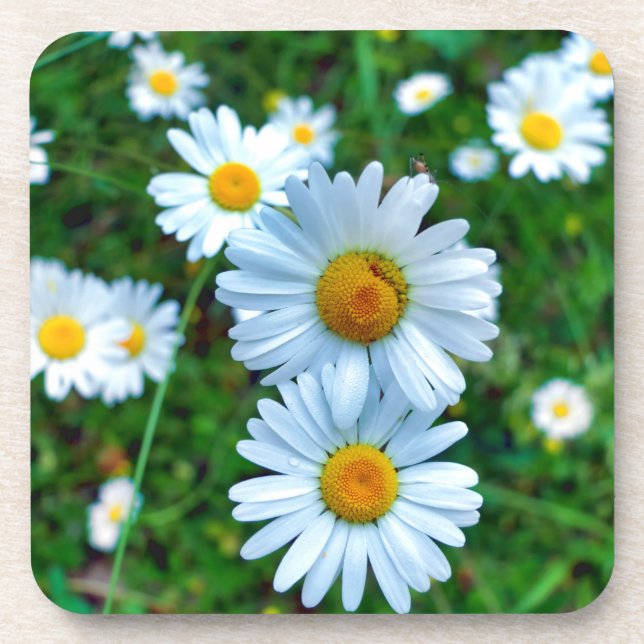 Posavasos Ox-Eye Daisies (Frente)