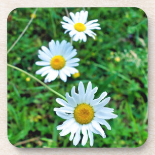 Posavasos Ox-Eye Daisies