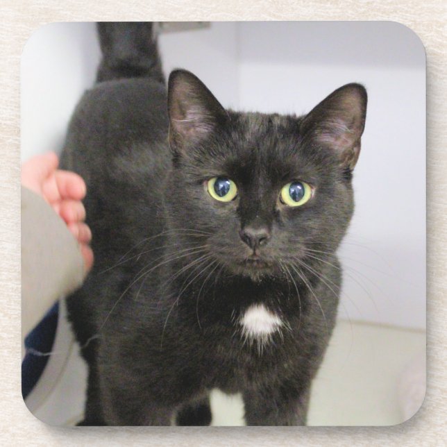 Posavasos Pad del ratón del gato (Frente)