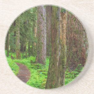 Posavasos Paisaje de bosque maduro