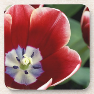 Posavasos Países Bajos (alias Holanda), Lisse. Keukenhof 3