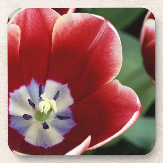 Posavasos Países Bajos (alias Holanda), Lisse. Keukenhof 3 (Frente)